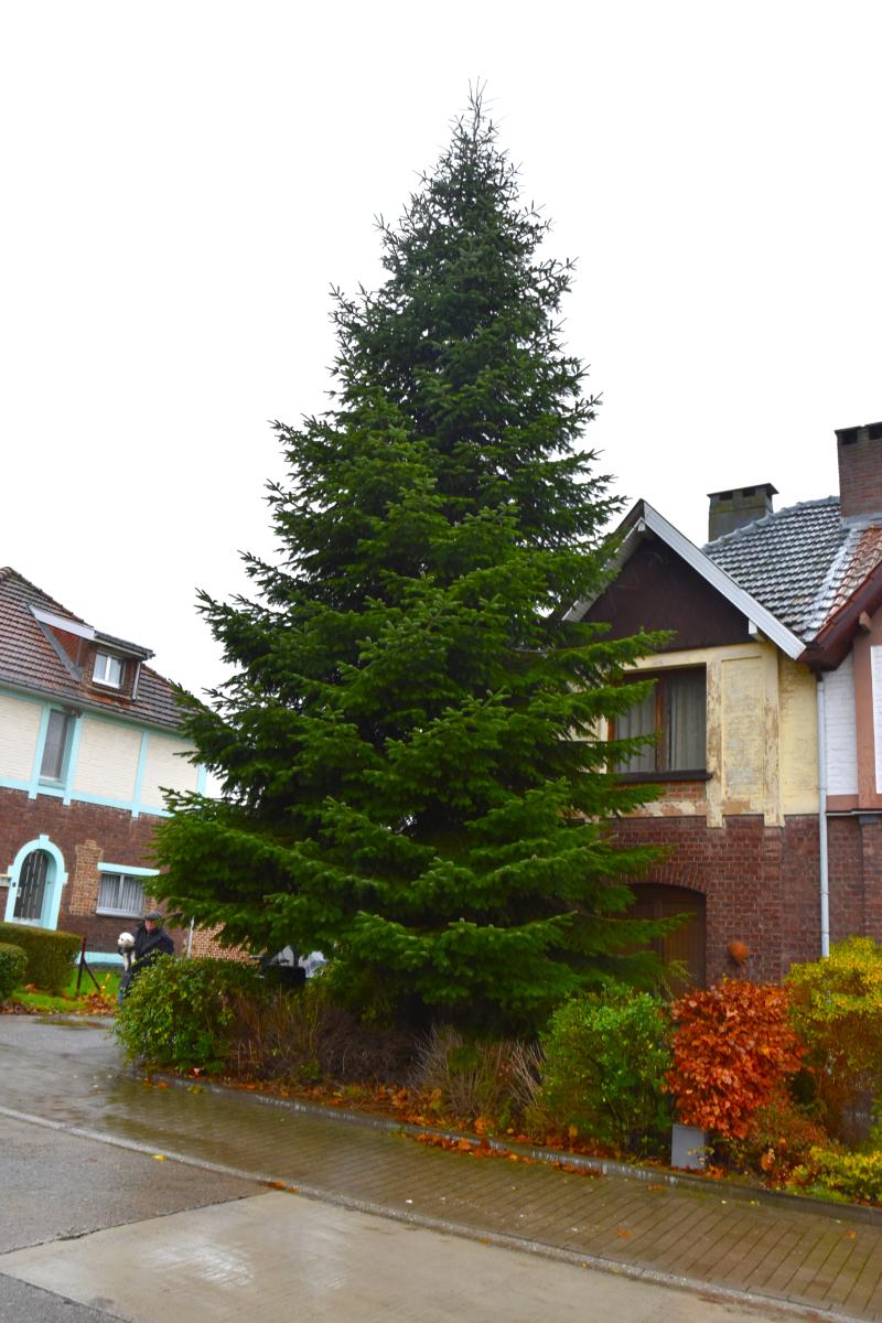 De kerstboom van Frédéric Hanard in Buizingen