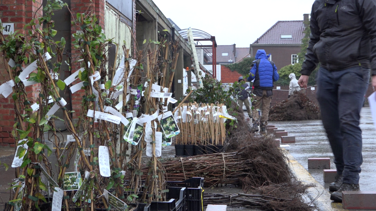 planten haagplantactie