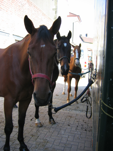 jaarmarkt Lembeek