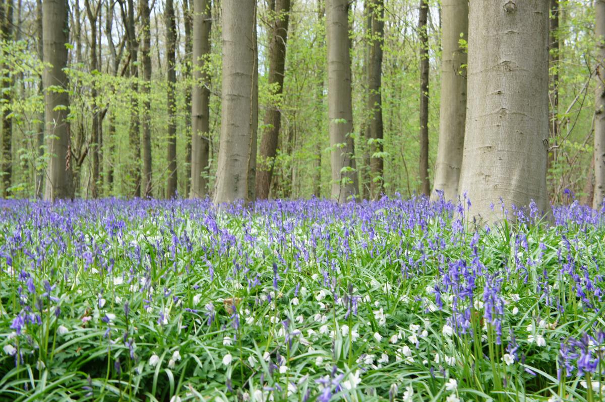 Hallerbos