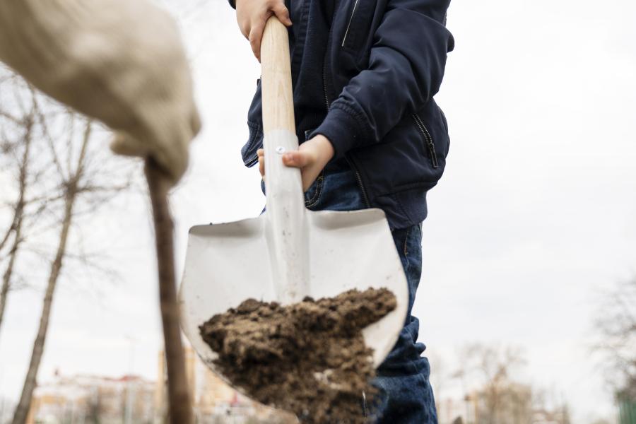 kind plant een boom