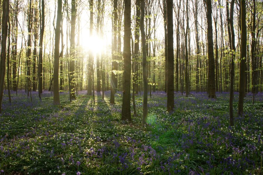 Hallerbos