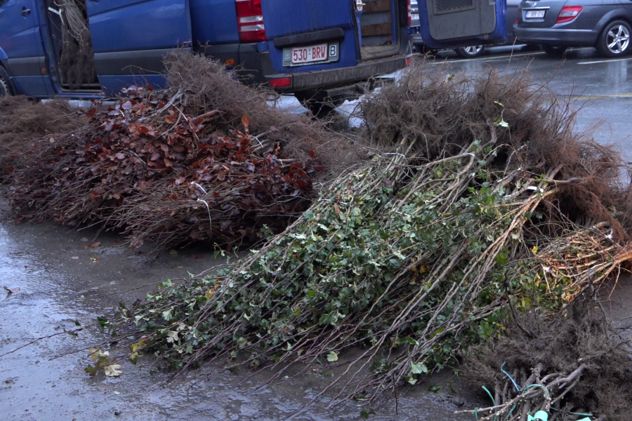 Planten liggen klaar