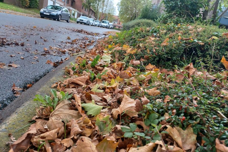 bladeren op de stoep en op de straat