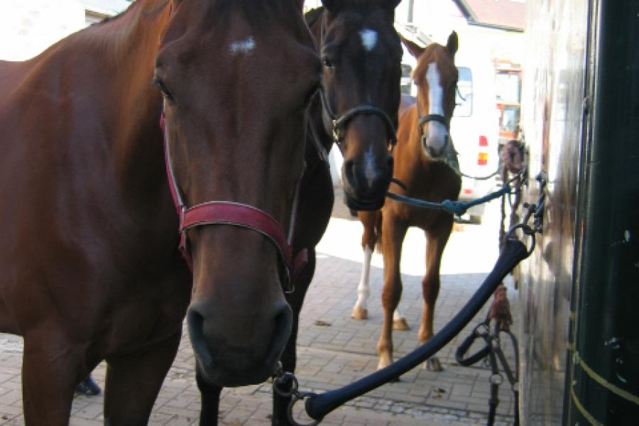 Jaarmarkt Lembeek