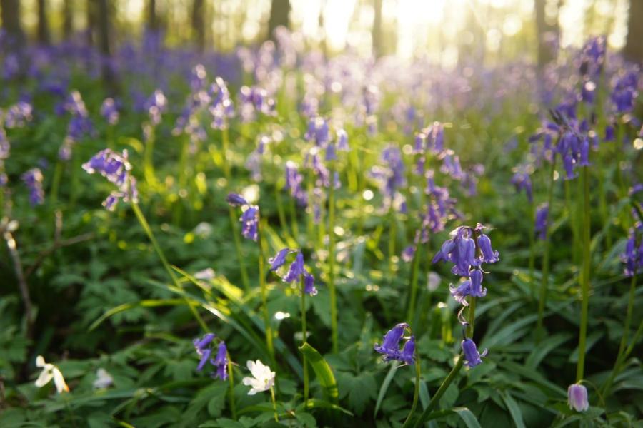 Hallerbos