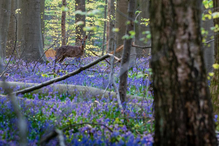 NIEUW - Het Nationaal Park Brabantse Wouden. Natuur om te koesteren © ANB_Pierre Kestemont