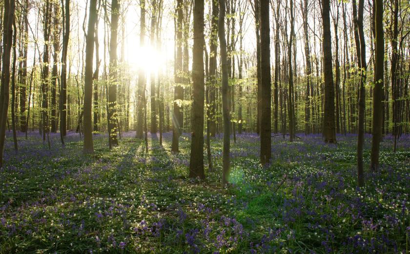 Hallerbos