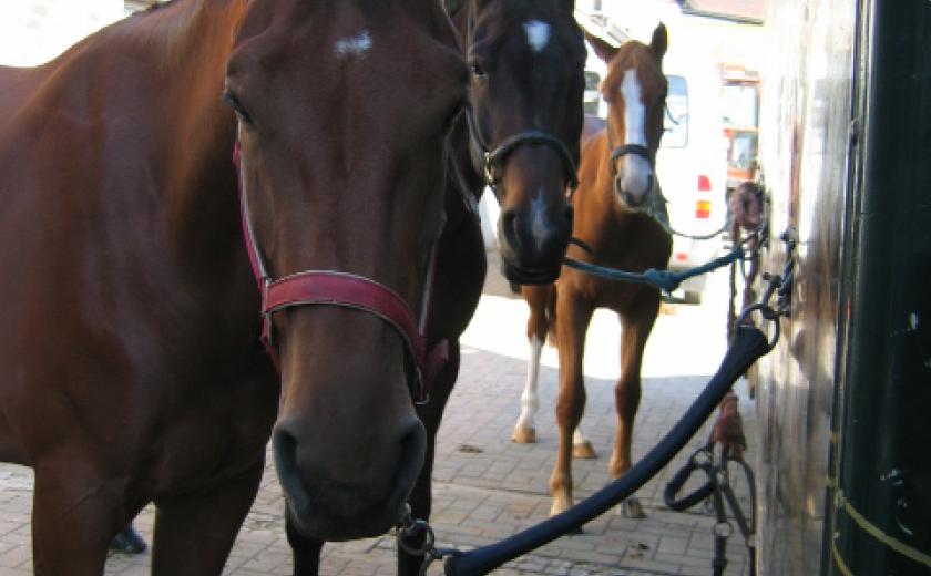 Jaarmarkt Lembeek