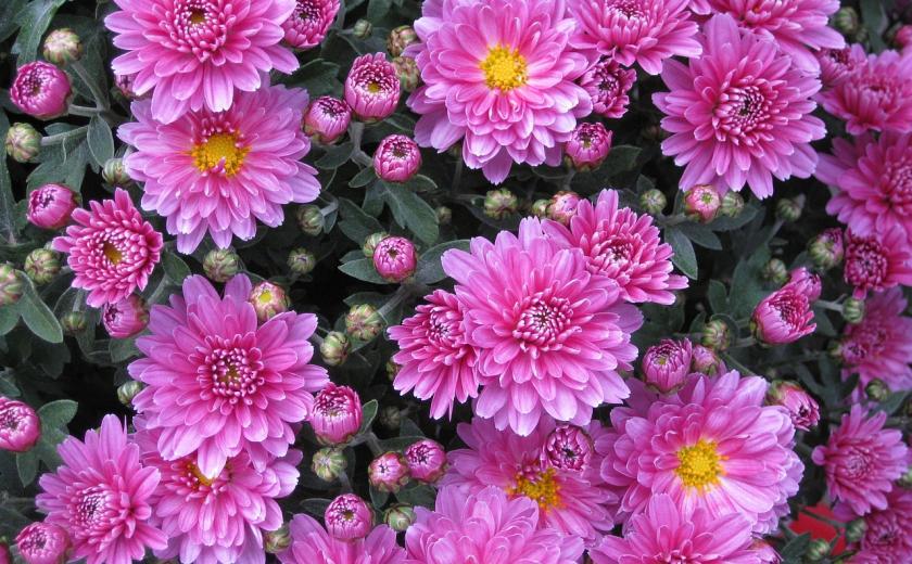 chrysanten